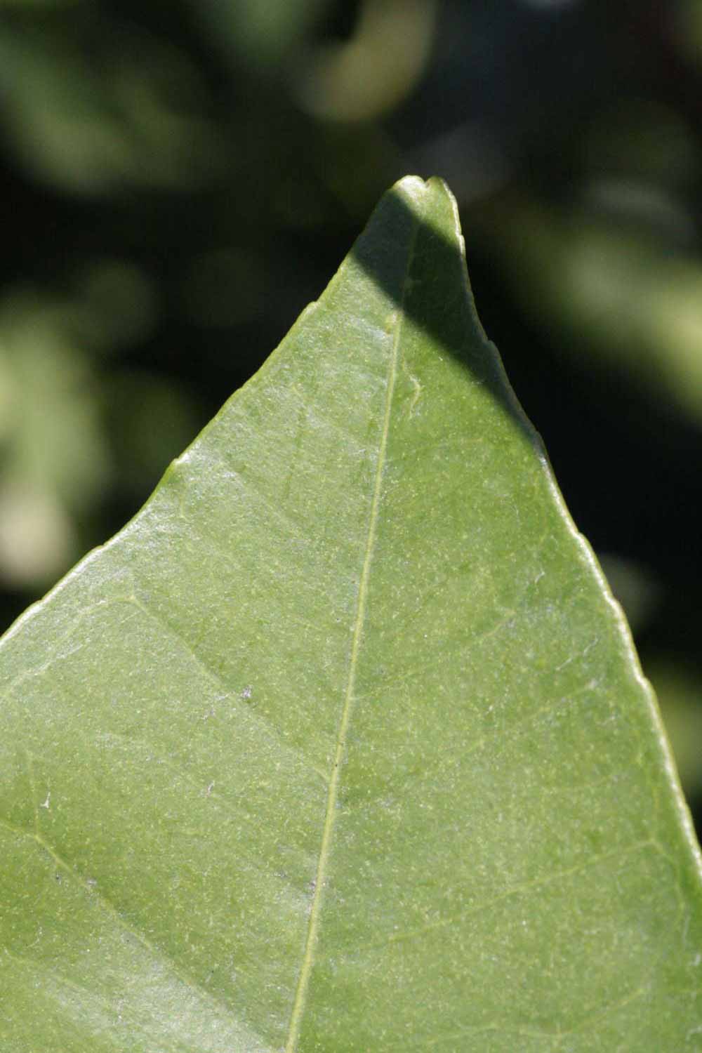              Margin (Riverside, CA)       